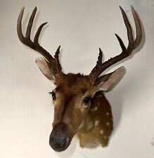Vintage deer taxidermy for sale  Fort Lauderdale