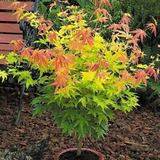 Acer orange dream for sale  GLASGOW