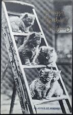 Early kittens ladder for sale  LIVERPOOL