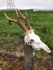 Roe deer skull for sale  KEITH