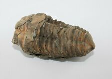 Trilobit calymene fossil gebraucht kaufen  Cotta