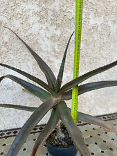 Aloe vaombe plateau d'occasion  Grenoble-