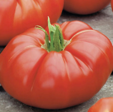 Tomato beefsteak determinate for sale  Sevierville