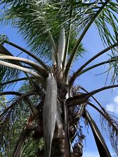 Tropical queen palm for sale  USA