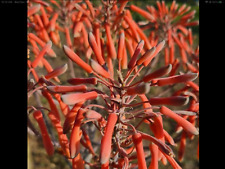Sabonete Aloe RED MACULATA Saponaria planta jovem, usado comprar usado  Enviando para Brazil