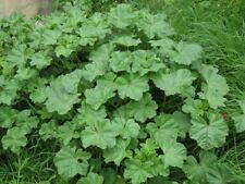 Common mallow seeds for sale  Doon