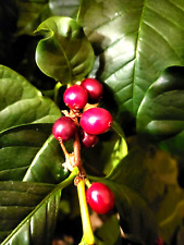 Kaffee cafe arabica gebraucht kaufen  Muldestausee