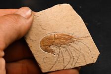 Crevette fossile hakelocaris d'occasion  Forcalquier