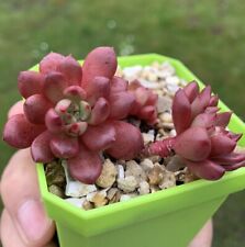 Rare sedeveria pink for sale  HULL