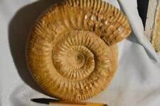 Géante ammonite bajocien d'occasion  Pont-à-Mousson