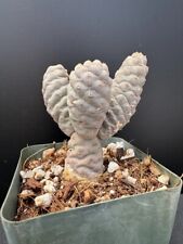 Tephrocactus articulatus inerm for sale  Marana