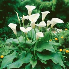 Zantedeschia aethiopica bulb for sale  LONDON