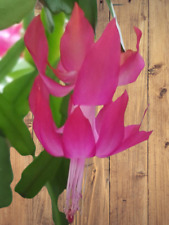 Cactus schlumbergera pink for sale  FELTHAM