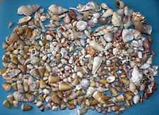 Sea shell lot d'occasion  Agde