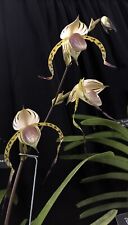 Awesome multifloral paph for sale  Melbourne