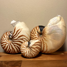 3 x Natural Chambered Tiger Nautilus Shells Large - 6" Medium - 4" Small - 2" for sale  Shipping to South Africa