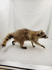 Raccoon taxidermy full for sale  Las Vegas