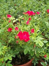 Red drift rose for sale  Ben Wheeler