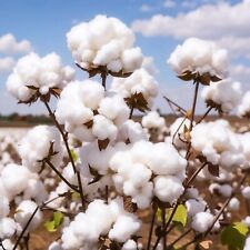 American cotton seeds for sale  Russell
