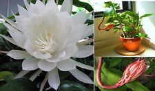 Epiphyllum oxypetalum two for sale  Canada