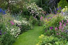 Cottage garden favourites for sale  LEICESTER