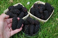 Black butte blackberry for sale  KING'S LYNN