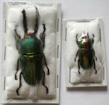 LAMPRIMA ADOLPHINAE - PAR - escarabajo desmontado, usado segunda mano  Embacar hacia Argentina