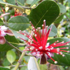 Feijoa sellowiana acca d'occasion  Pouzauges