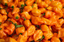 Peperoncino habanero arancio usato  Napoli