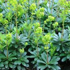Euphorbia amygdaloides var. for sale  UK