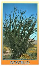 Used, Ocotillo Fouquieria Splended Cactus Desert Southwest Unposted Chrome Postcard for sale  Shipping to South Africa