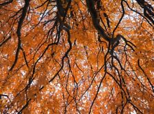 Fagus sylvatica purpurea usato  Napoli