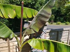 Banana plant musa for sale  NEW MILTON