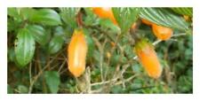 10x Columnea strigosa shrub garden plants - seeds B444 for sale  Shipping to South Africa