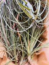 Single air plant for sale  Edgewater