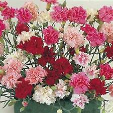 Dianthus spring beauty for sale  GRIMSBY