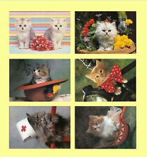 Cartolina animali gatto usato  Crema