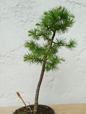 Utdoor bonsai lärche gebraucht kaufen  Rimbach