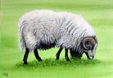 Ram sheep painting for sale  BRIDGNORTH