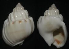 Usado, Tonyshells Seashells Nassarius arcularius 23.2mm F+++/GEM Soberba espécie incomum comprar usado  Enviando para Brazil