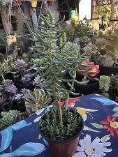 Live plant crassula for sale  Fullerton