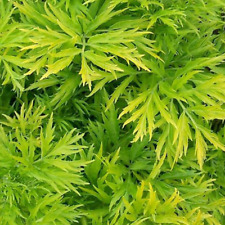 Sambucus nigra golden for sale  UK