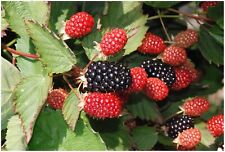 Rubus twilight blackberry for sale  Jasper