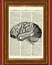 Brain human anatomy for sale  Hernando