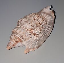 Diana conch natural for sale  NOTTINGHAM