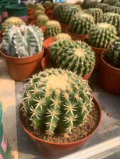 Cactus short thorn for sale  Ireland