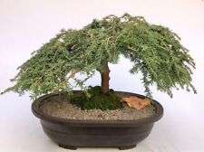 Dwarf weeping hemlock for sale  Patchogue