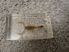 Scorpion plastic rectangle for sale  BOLTON