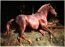 Pferde postkarte wendy gebraucht kaufen  Langen