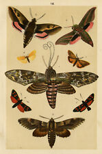 Antique lithograph butterfly d'occasion  Expédié en Belgium
